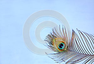 Detail of peacock feather eye on turquoise background. Luxury Abstract Texture for Peafowl wallpaper, blue-green color. Indian