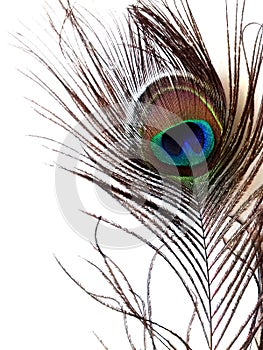 Detail of peacock feather eye on white background