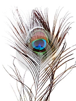 Detail of peacock feather eye on white background