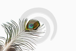 Detail of peacock feather eye on white background. Isolated.