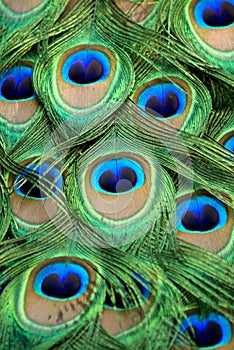 Detail of peacock feathers at the Barcelona Zoo.