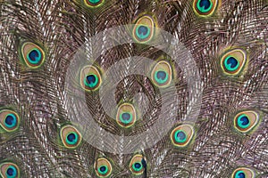 Detail of the peacok male plumage