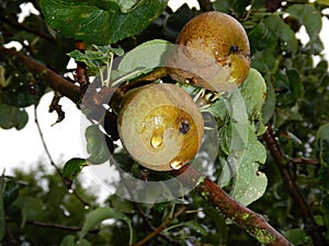 Detail of pear on a branch of tree