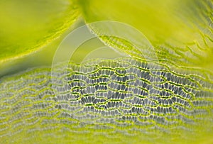 Detail of peat moss leaf (Sphagnum)
