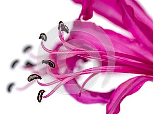 Detail of the pedicels of a pink Nerine flower on a white background