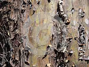 Detail of the bark of a tree trunk photo