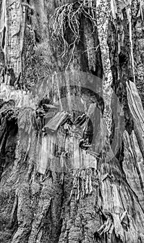 Detail Peeling Giant Redwood Tree Bark after Burn in Black and W