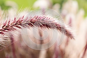 Detail of Pennisetum setaceum in the sun