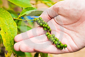 Detail of pepper in hand, Pepper Garden Farm, Phu Quoc Island, Vietnam