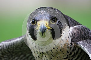 Detail of peregrine falcon photo