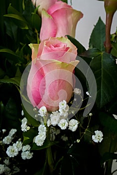 Detail of a pink rose with green leaves