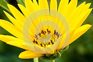 Detail petals of yellow flower - closeup