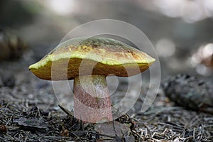 Detail photo of beautiful colorful edible scarletina bolete