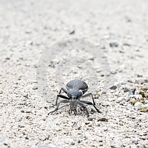 Detail photo of Carabus variolosus photo