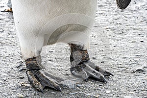 Detail photo - close-up of the black foot (the flippers) of a king penguin (APTENODYTES PATAGONICUS)