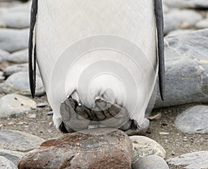Detail photo - close-up of the sole of the black feet (the flippers) of a king penguin