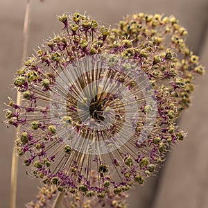 Detail photo of a faded and dried flower of an allium