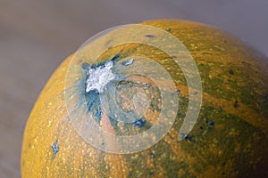 Detail photo of a gourd