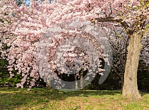 Detail photo of japanese cherry blossom flowers and tree