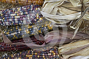 Detail photograph of Indian Corn on a hay bale