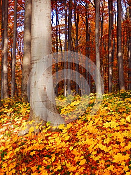 Detail photography of autumnal beech trees