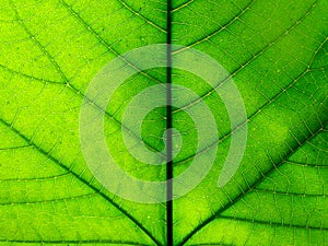 Detail photography of big green leaf