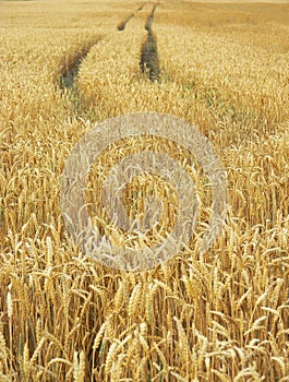 Detail photography of corn field