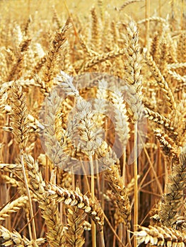 Detail photography of corn field