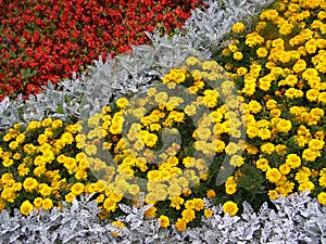 Detail photography of flower-bed