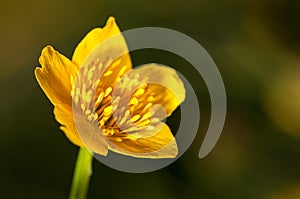Detail photography, yellow buttercup pistils on green background in nature, spring flower background