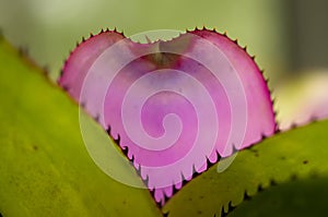 Detail of the Pick leaf of a Bromelia