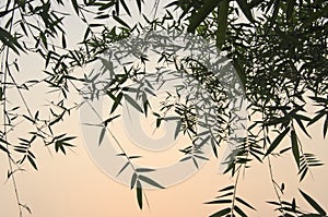 Beautiful pattern of green bamboo leaves