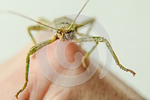 Phasmid standing on the hand photo
