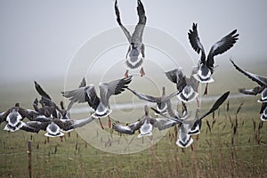 Detail picture of fleeing Barnacle geese at the North Sea Island of Pellworm