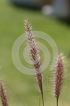 Detail picture of Pennisetum alopecuroides