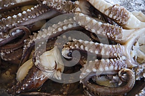 Detail picture of suckers of tentacles of big squid