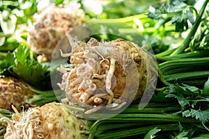 Detail of a pille of celeriacs with stalks and leaves at farmers market