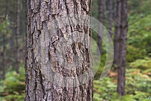 Detail of pine bark in the forest.