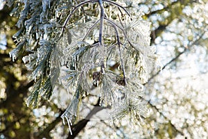 Detail of pine needles and cone encased in ice after ice storm seen during a late winter sunny morning