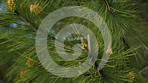 Detail of a pine tree branch with young pine cones