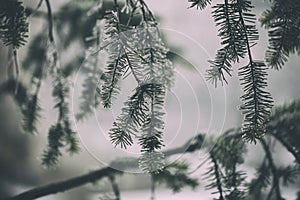 Detail of the pine tree with in winter time