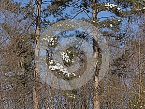 Detail of pine trees with snow on a sunny winter day with clea blue sky photo