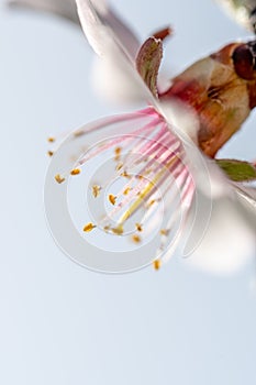 Detail of pink almond blossom and its pistils