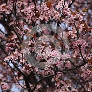 Detail of a pink blooming Cherry Plum tree in Bolzano