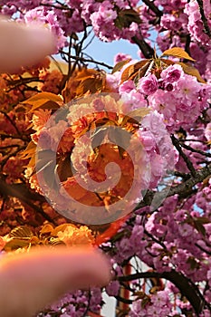 Detail of pink blossoming Japanese Cherry tree, as seen normally and through special contrast orange eyewear lens.