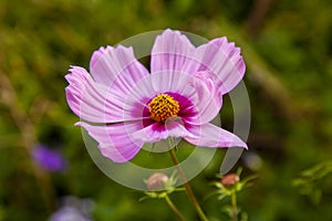 Detail of pink flower on blured background