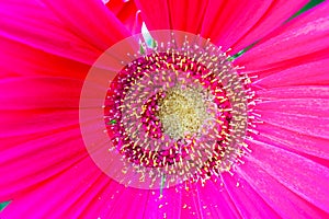 A detail of a pink flower with pistil and stamens