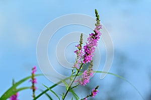 Detail of pink flowers on a blue background.