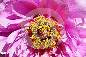 Detail of pink petals and yellow flower center of culture variety of Tree Peony