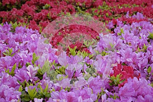 Detail of a pink and red hedge of rhododendrons